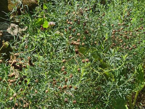 Image of Achillea ptarmicifolia (Willd.) Rupr. ex Heimerl