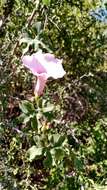 Image of Ipomoea cheirophylla O'Donell