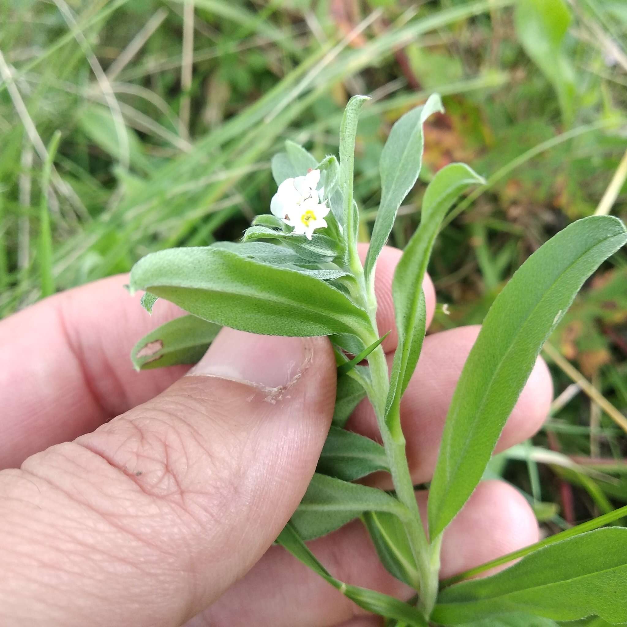 Lithospermum distichum Ortega的圖片