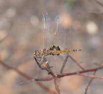 Image of Common Glider