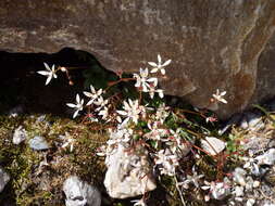 Plancia ëd Micranthes stellaris (L.) Galasso, Banfi & Soldano