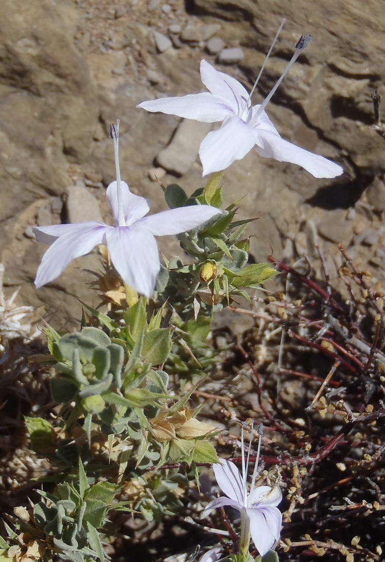 Imagem de Barleria pungens L. fil.