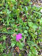 Primula cuneifolia subsp. saxifragifolia (Lehm.) W. W. Sm. & G. Forrest resmi