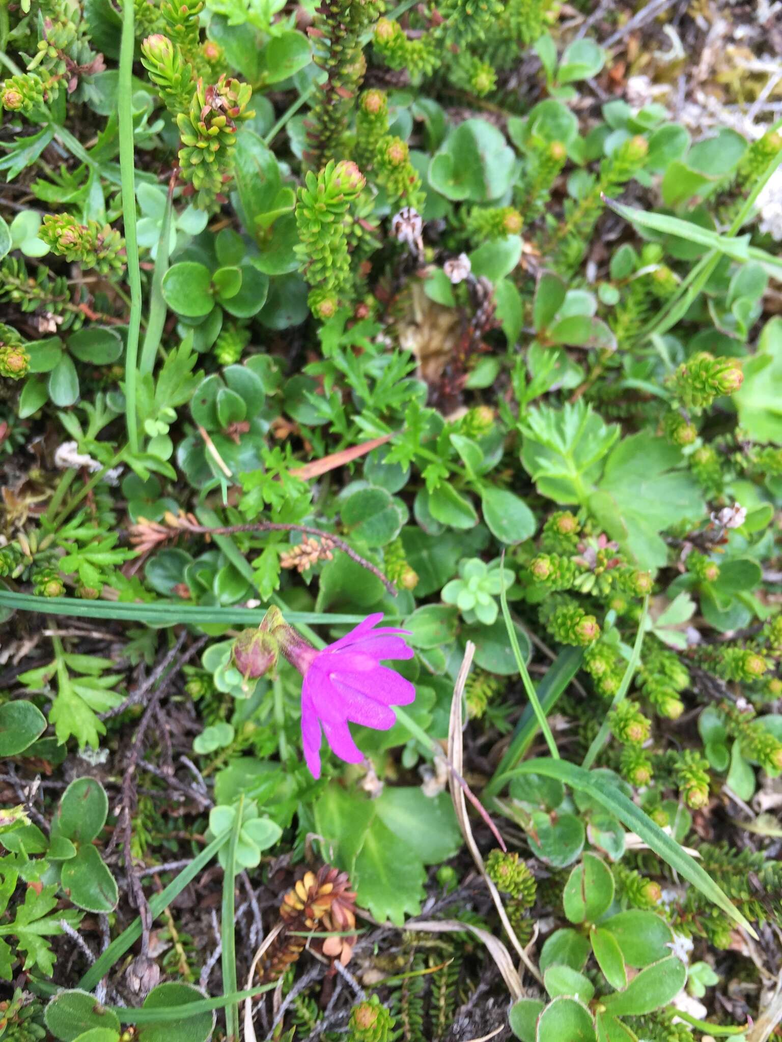 Primula cuneifolia subsp. saxifragifolia (Lehm.) W. W. Sm. & G. Forrest resmi