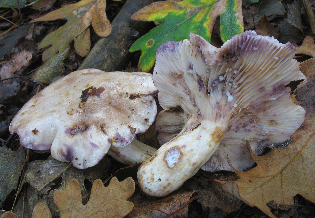 Sivun Lactarius luridus (Pers.) Gray 1821 kuva