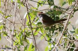 Image of Sooty-fronted Spinetail