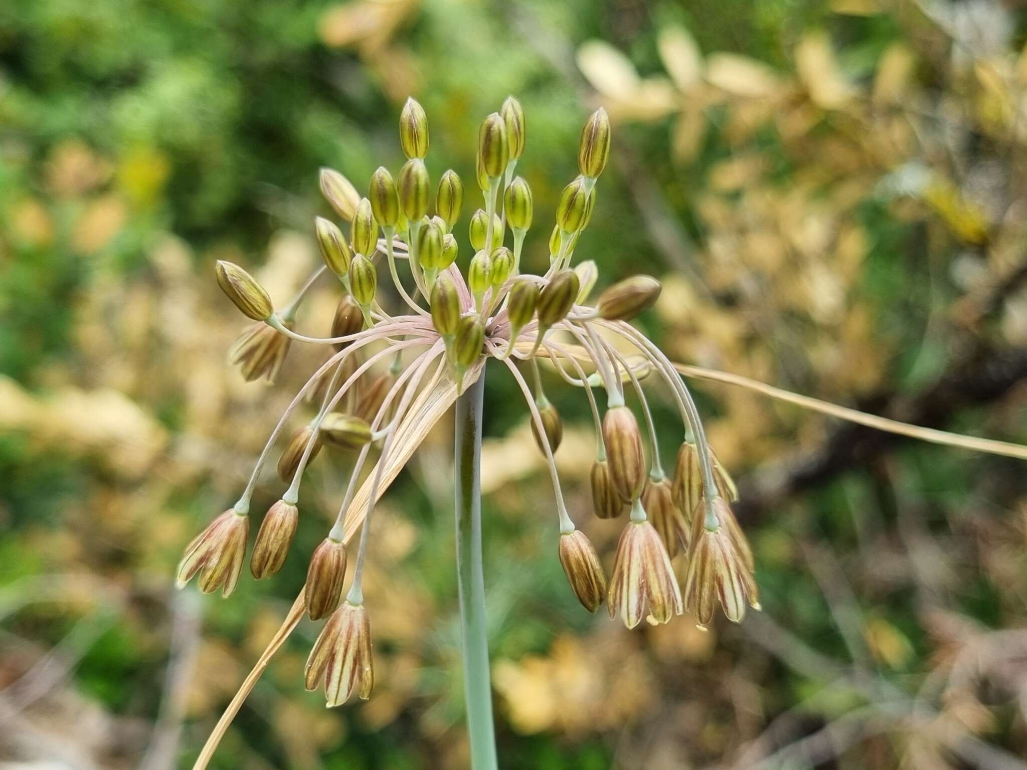 Image of Allium paniculatum subsp. paniculatum