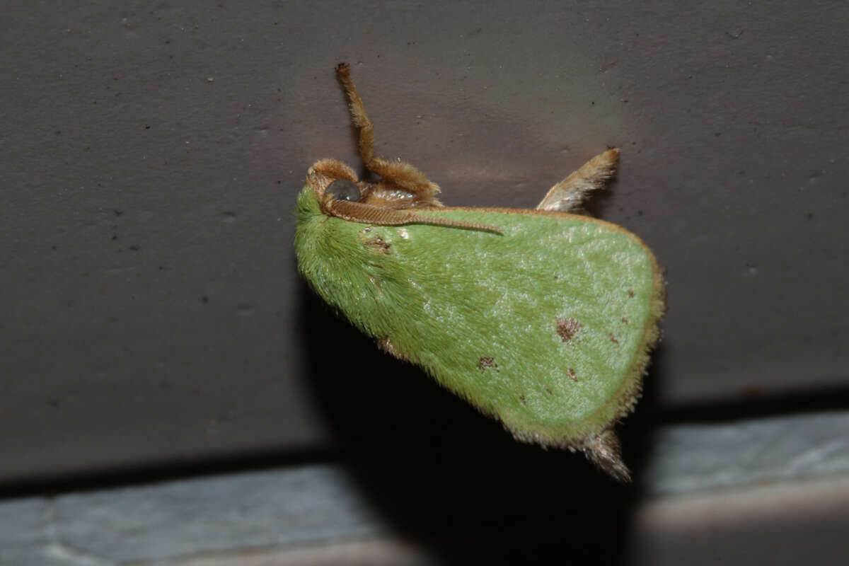 Thespea virescens (Matsumura 1911) resmi