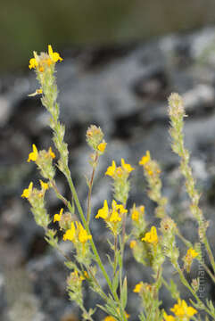 Image de Linaria saxatilis (L.) Chaz.