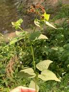 Image of purple meadowparsnip