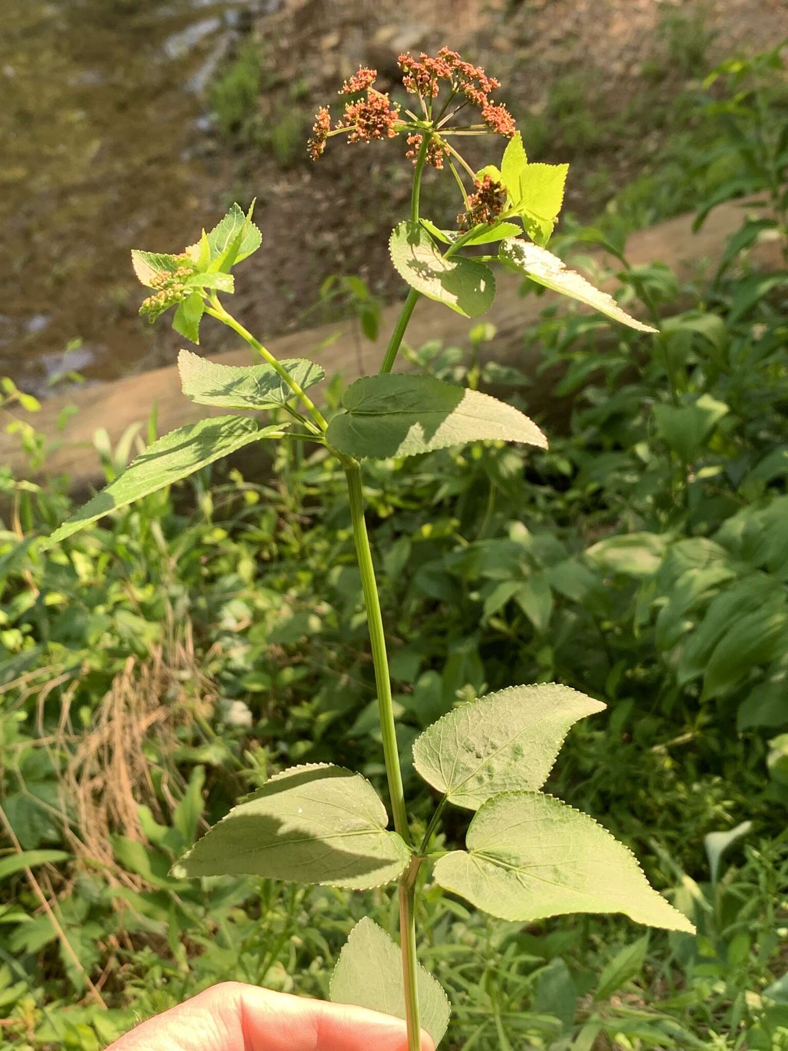 Image of purple meadowparsnip