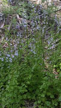 Image of pineland lobelia