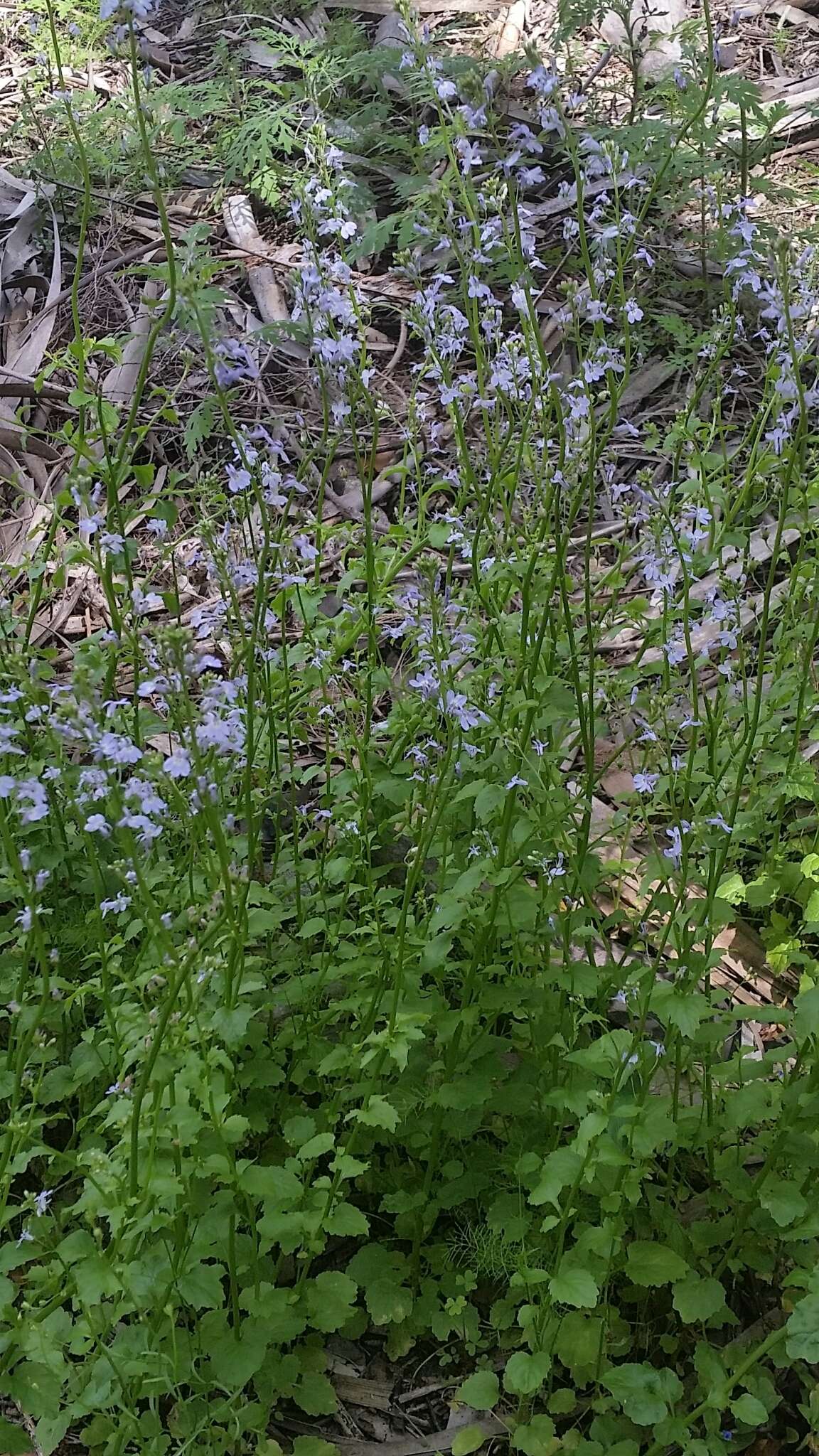 صورة Lobelia homophylla E. Wimm.