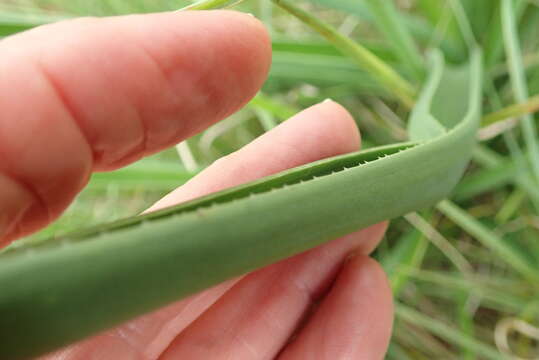 Aloe cooperi Baker resmi