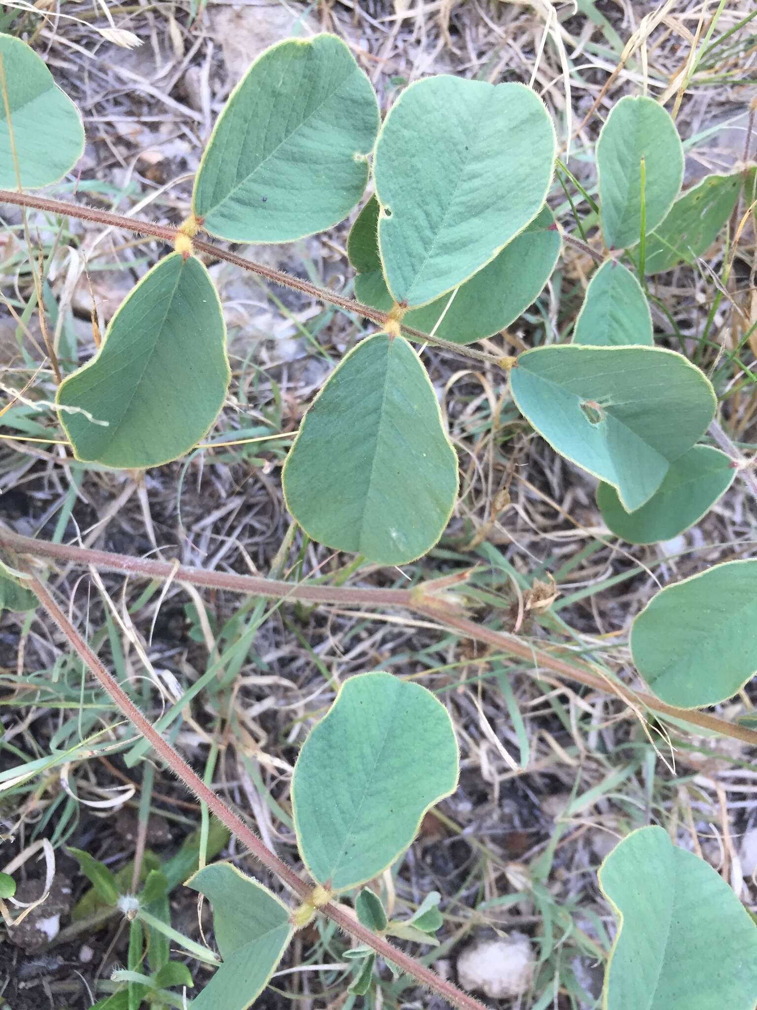 Image of Edwards Plateau hoarypea