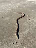 Image of Sooty Eel