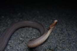 Image of Peters' Odd-scaled Snake