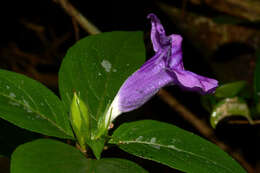 Image of Ruellia cyanea Boj. ex Nees