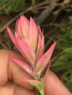 Image of Castilleja rhexifolia Rydb.