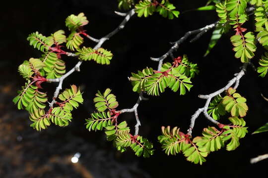 Image of Rosa morrisonensis Hayata