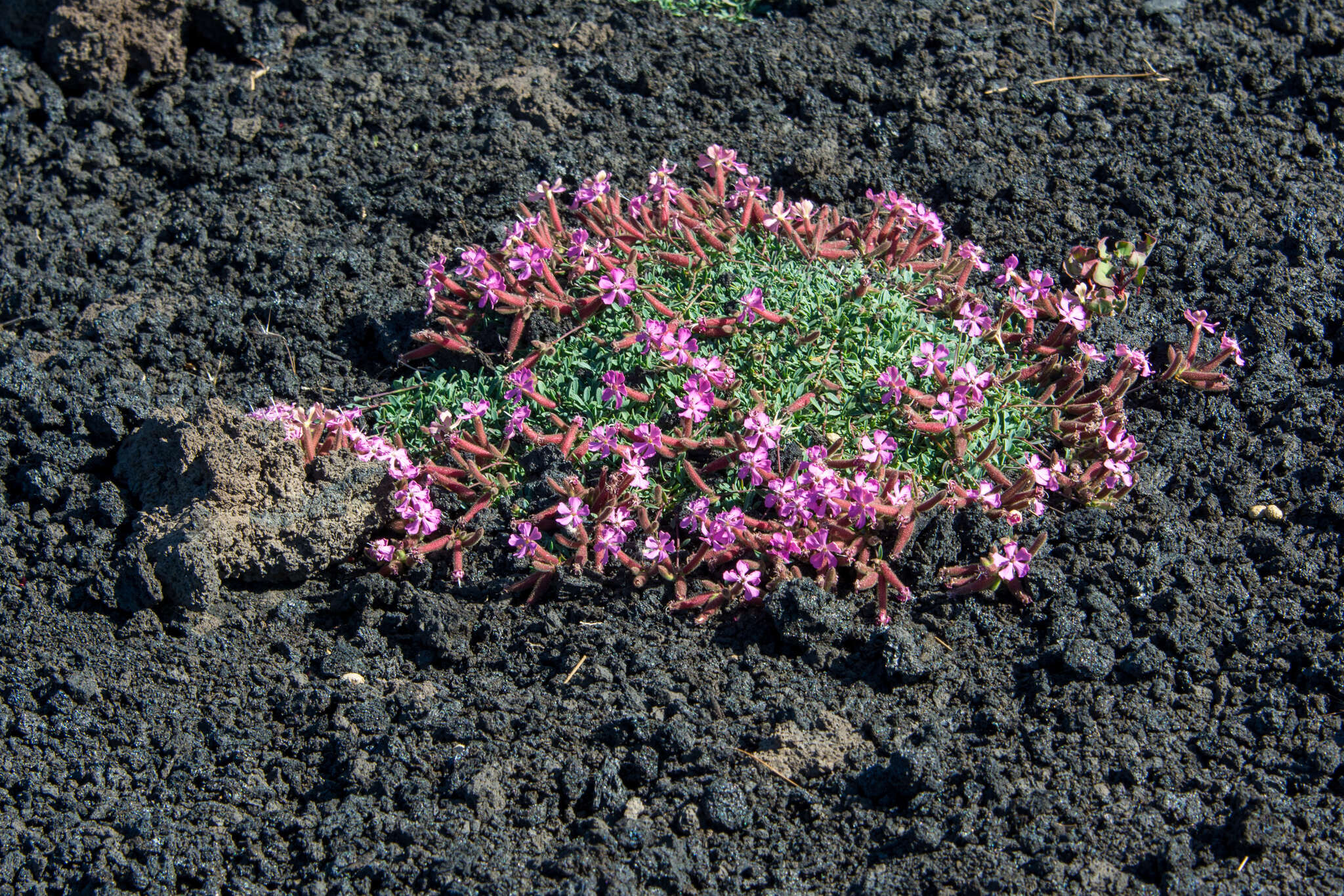 Imagem de Saponaria sicula Raf.