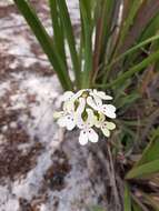 Image of Stylidium crossocephalum F. Müll.