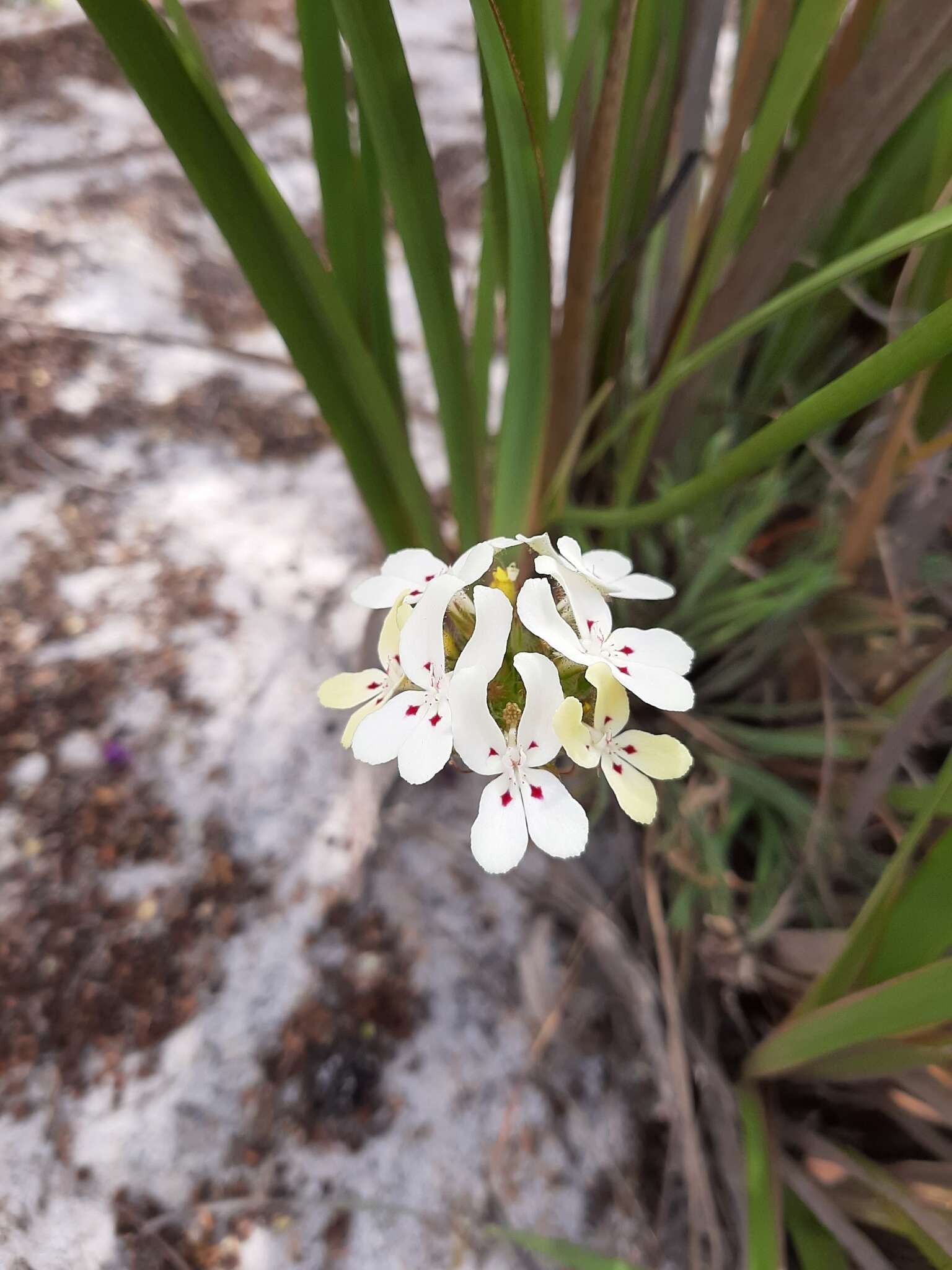 Image of Stylidium crossocephalum F. Müll.