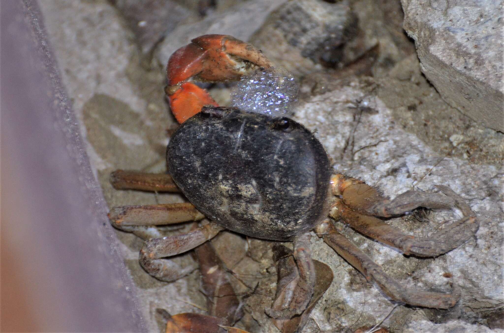 Image of <i>Epigrapsus notatus</i>