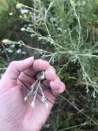 Image of diffuse knapweed