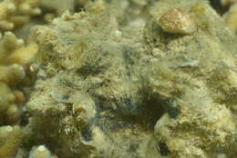 Image of China Clam