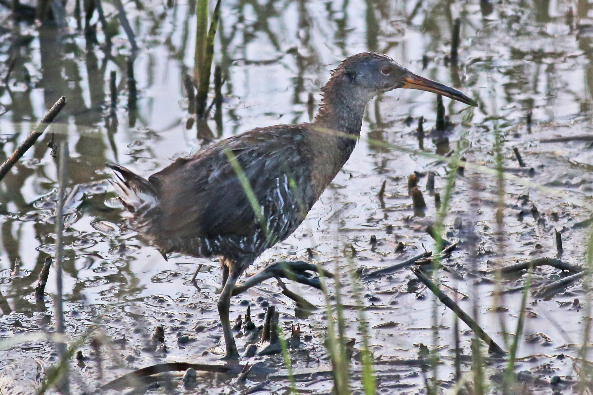 Image of Clapper Rail