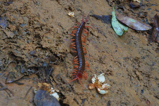 Image of Scolopendra multidens Newport 1844