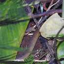 Image of Solomons coral snake