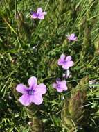 Image of Barleria ovata E. Mey. ex Nees