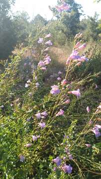 Image of Penstemon spectabilis Thurb. ex Torr. & Gray