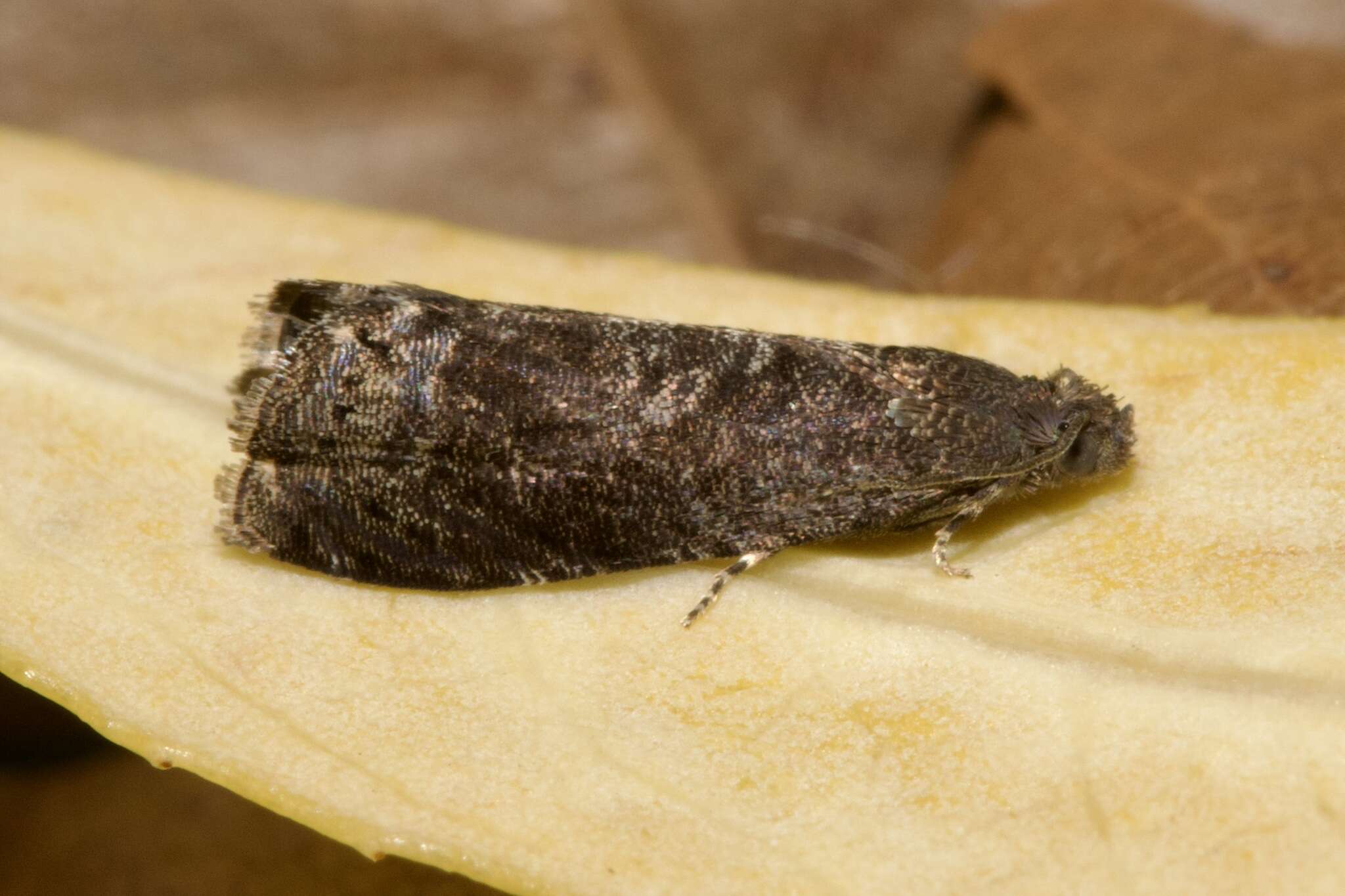 Image of Moth