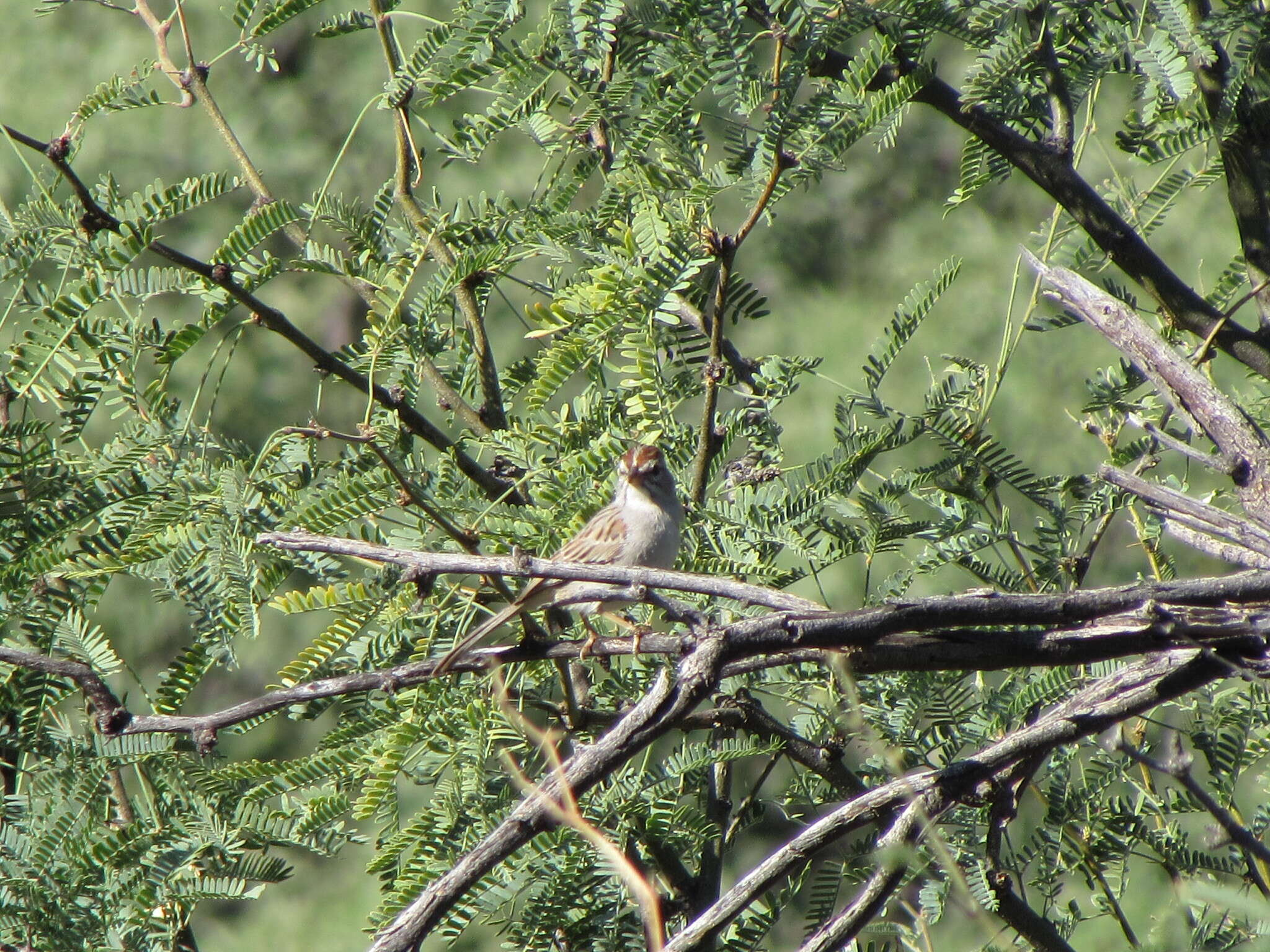 Peucaea carpalis Coues 1873的圖片