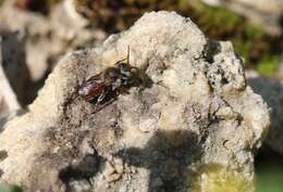 Imagem de Osmia andrenoides Spinola 1808