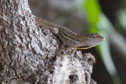 Image of Striped Anole