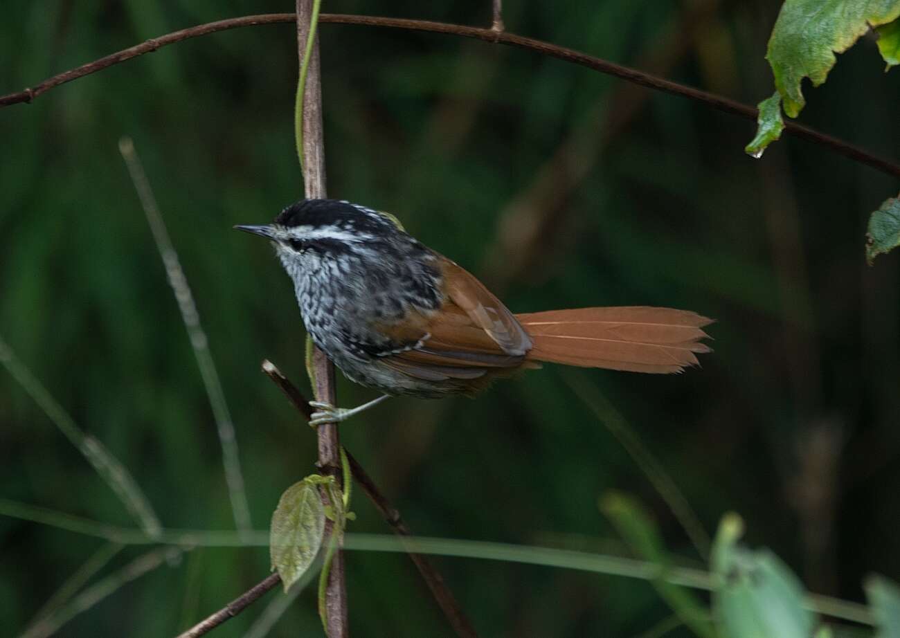 Image of Rufous-tailed Antbird