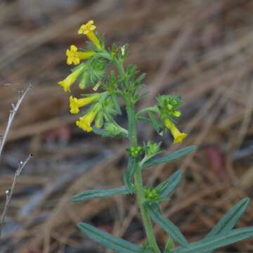 صورة Lithospermum multiflorum S. Wats.