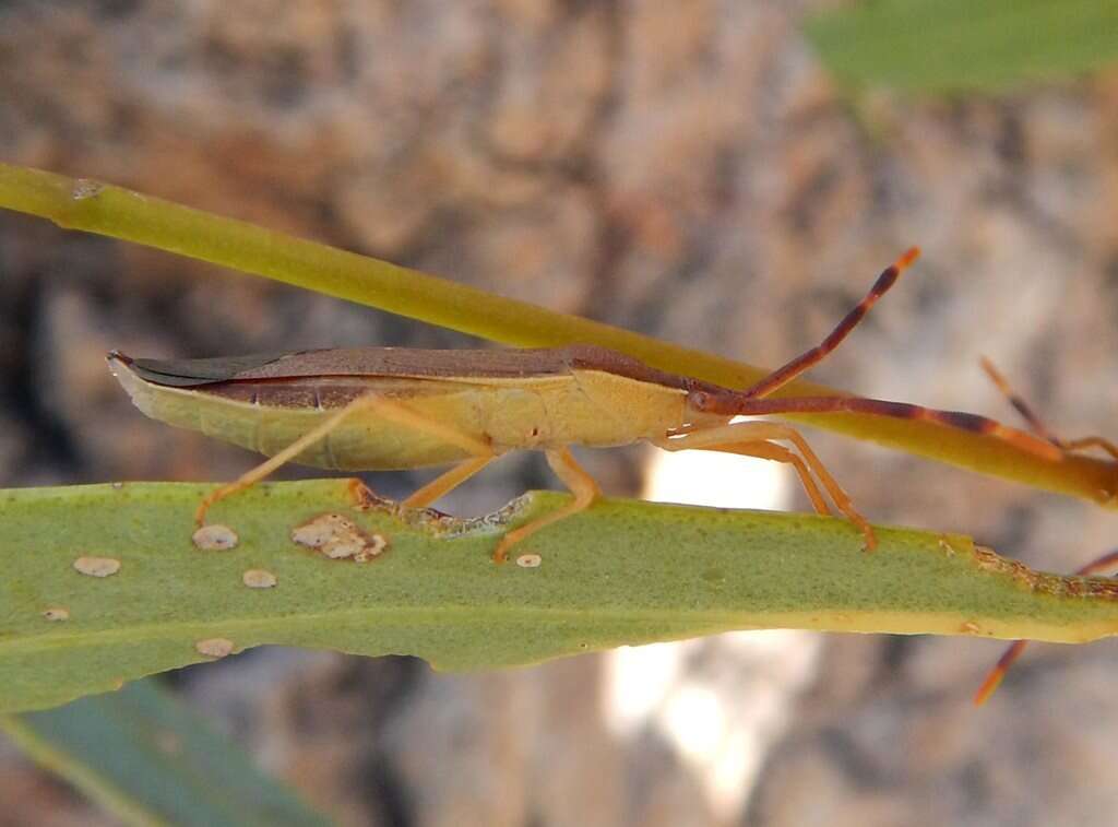 صورة Pomponatius typicus Distant 1904