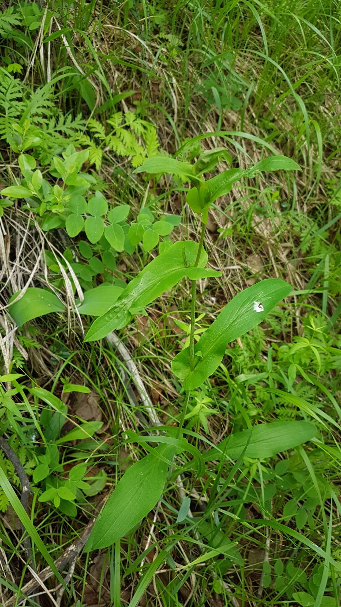 Image of Bupleurum longiradiatum Turcz.