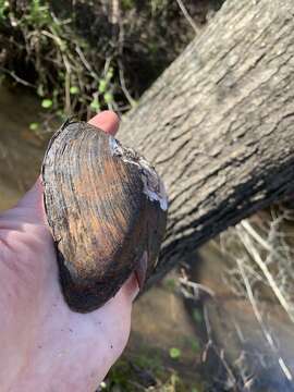Image of Brown Elliptio