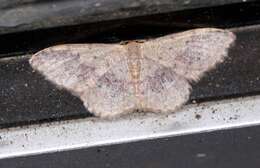 Image of Idaea halmaea Meyrick 1888