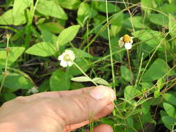 Imagem de Zinnia angustifolia var. littoralis (B. L. Rob. & Greenm.) B. L. Turner