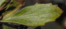 Image of Hemichaena levigata (Robins. & Greenm.) Thieret