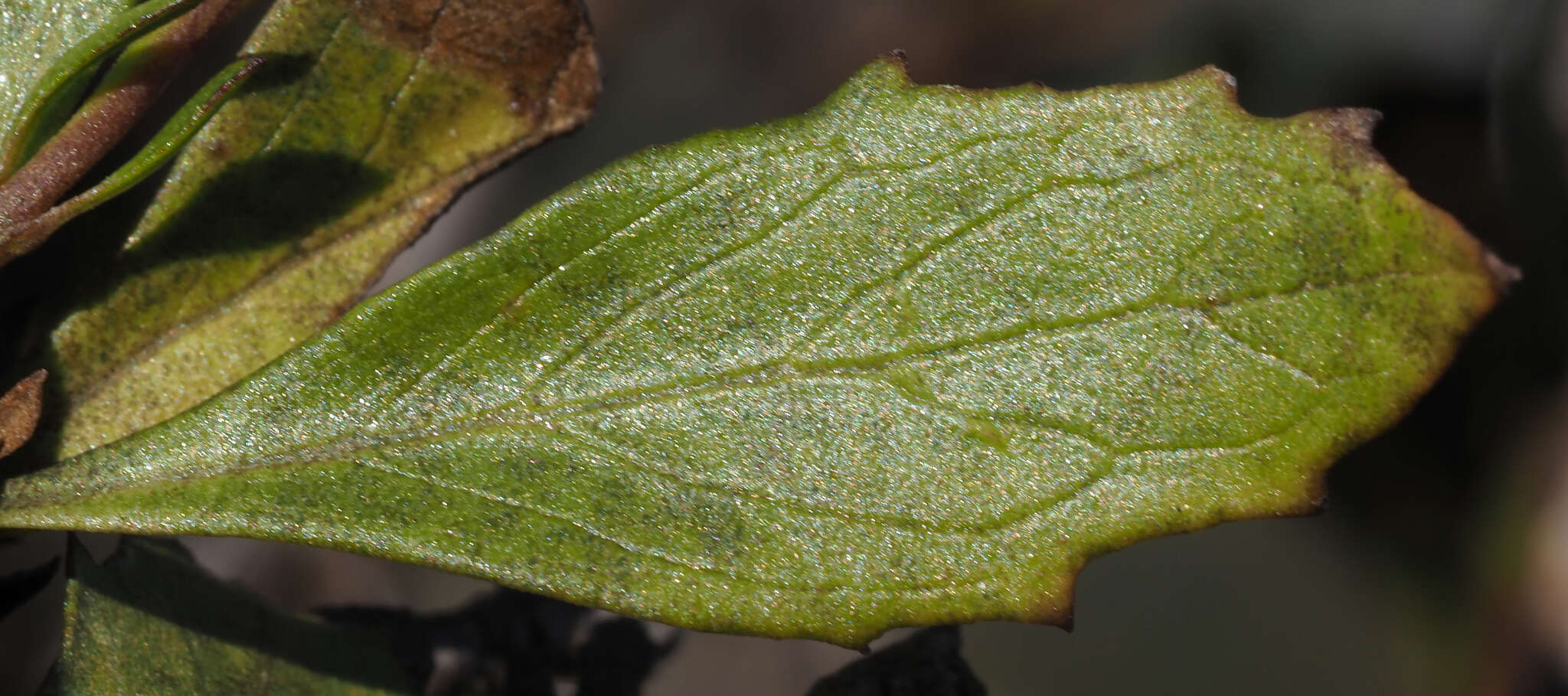 Image of Hemichaena levigata (Robins. & Greenm.) Thieret