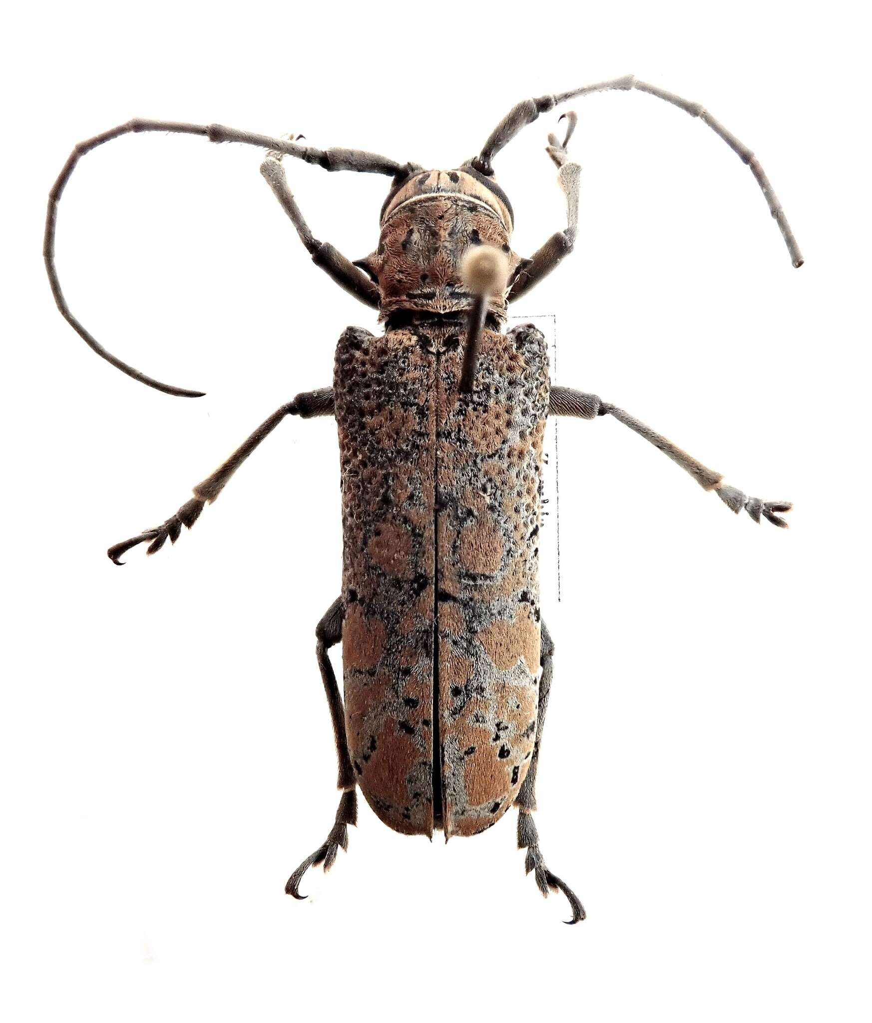 Image of Stenophryneta
