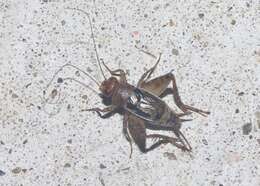 Image of Mormon Ground Cricket